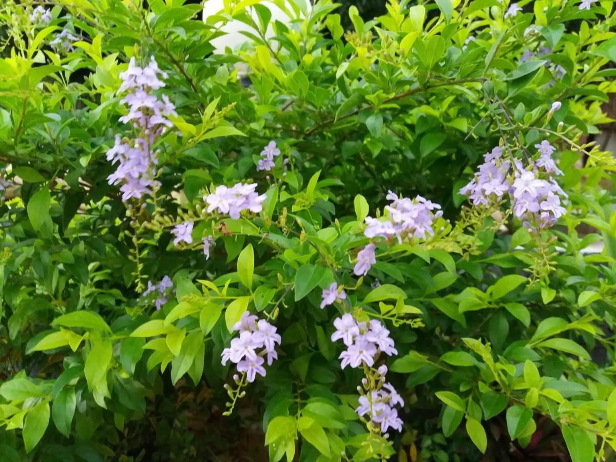 Mai Chau Xanh Bungalow Kültér fotó